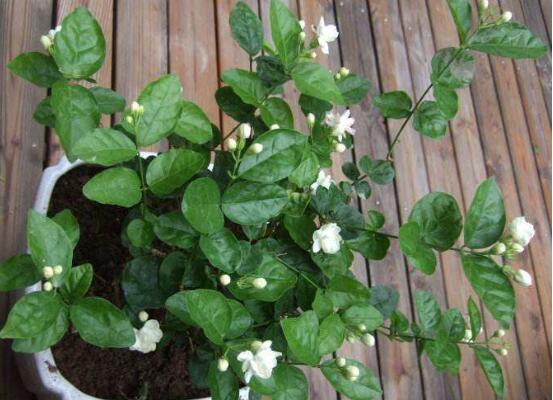 盆栽茉莉花怎么施肥，4种方法让你的茉莉花满枝头