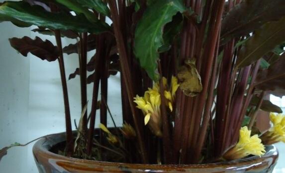紫背竹芋叶子发黄，需改善光照通风等五个要点
