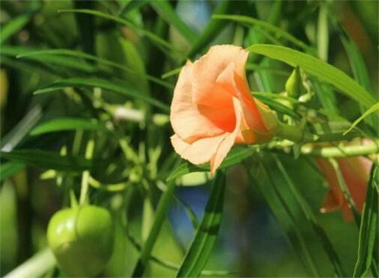 夹竹桃怎么施肥，3个施肥步骤养殖出美丽的夹竹桃