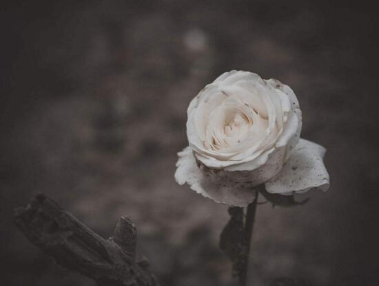 黑玫瑰的花语和传说，忠诚思念爱你愿为你付出所有