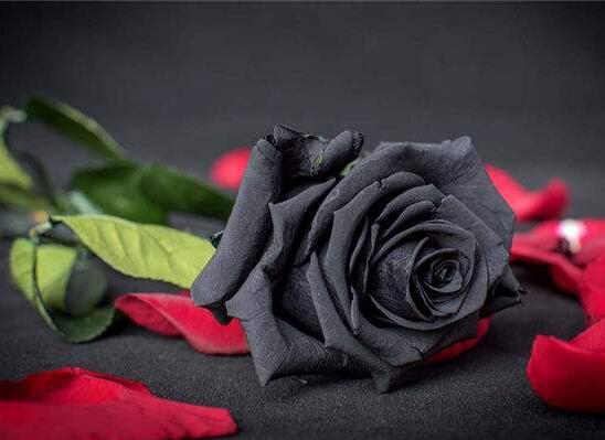 黑玫瑰的花语和传说，忠诚思念爱你愿为你付出所有