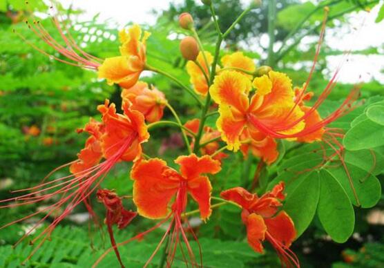 金凤花盆栽怎么养护 五个技巧让金凤花花开满盆 花语网