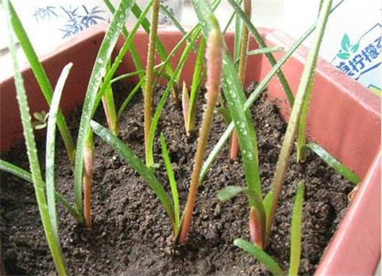 风雨兰怎么繁殖，播种分株鳞茎半个月发芽