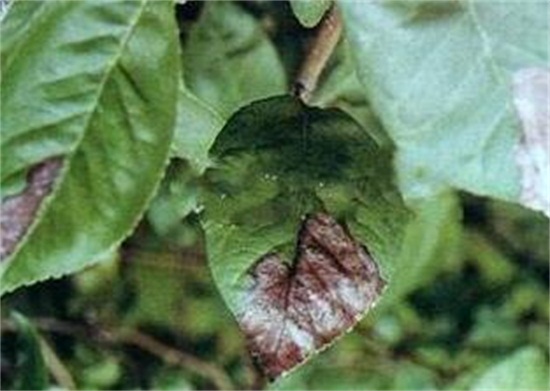 黄刺玫的病虫害及其防治，需喷洒药剂防治同时注意环境