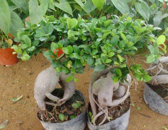 人参榕盆栽的注意事项，花友分享人参榕盆栽的养殖方法