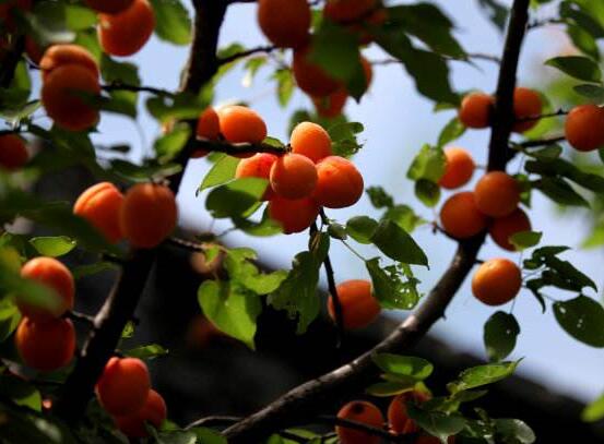 杏树为什么只开花不结果，4种方法让杏树果实产量翻倍