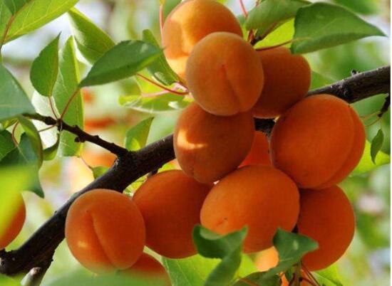 杏树为什么只开花不结果 4种方法让杏树果实产量翻倍 花语网