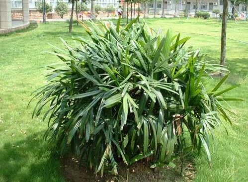 棕竹叶子发黄怎么办，6个治理方法让棕竹重获翠绿