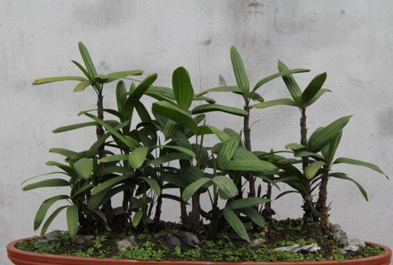 棕竹叶子发黄怎么办，6个治理方法让棕竹重获翠绿