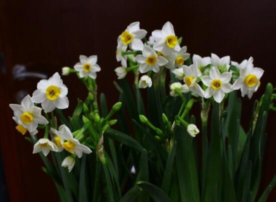 水仙花和风信子的区别，5个方法一眼分辨风信子和水仙花