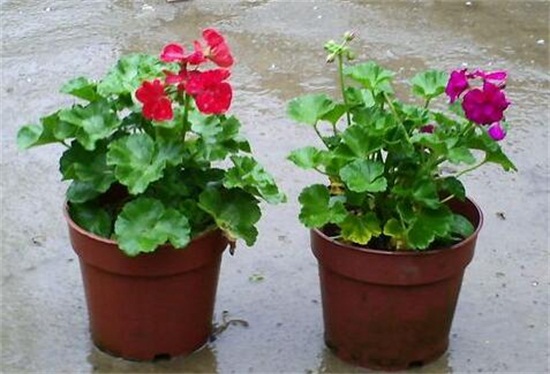 如何让天竺葵安全度夏，注意遮荫避免淋雨/停止氮肥