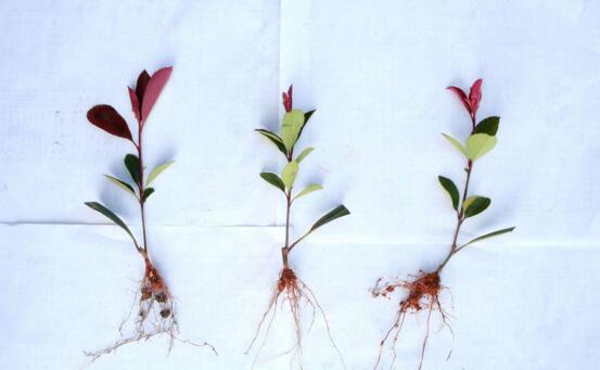 盆栽红叶石楠注意事项，盆土需适宜栽种时不可埋太深