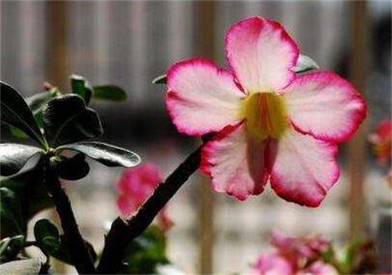 沙漠玫瑰的繁殖方法，4种繁殖方法养殖出美丽的沙漠玫瑰