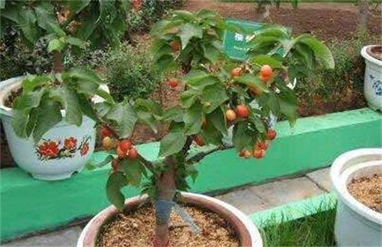 盆栽樱桃的五个方法，手把手教你种出吃不完的樱桃