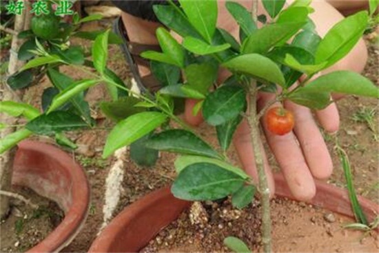 盆栽樱桃的五个方法，手把手教你种出吃不完的樱桃