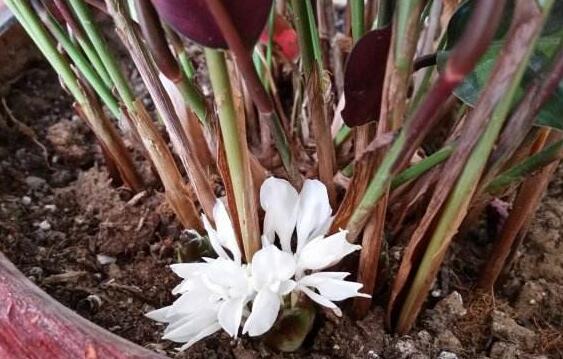 猫眼竹芋开花吗，精心养护下能开出白色小花