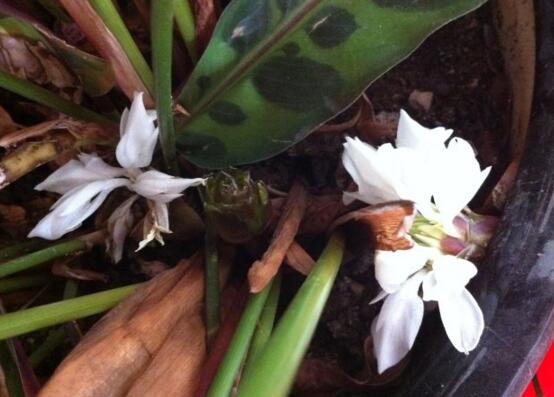 猫眼竹芋开花吗，精心养护下能开出白色小花