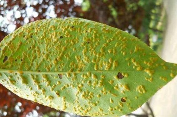 贴梗海棠的病虫害防治，六种方法让贴梗海棠远离病虫害
