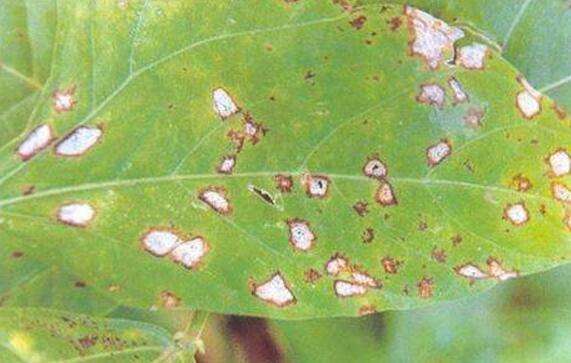 贴梗海棠的病虫害防治，六种方法让贴梗海棠远离病虫害