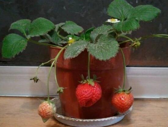 盆栽草莓怎么养，4个步骤教你如何上盆养殖美味的草莓
