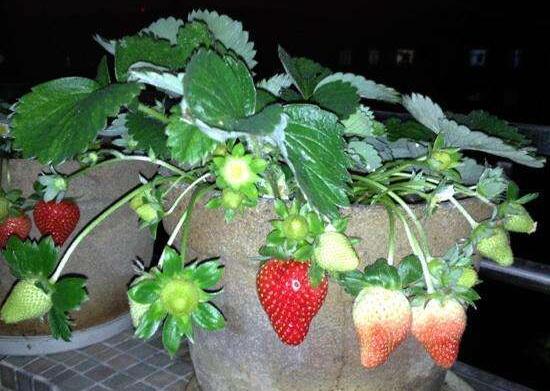 盆栽草莓怎么养，4个步骤教你如何上盆养殖美味的草莓