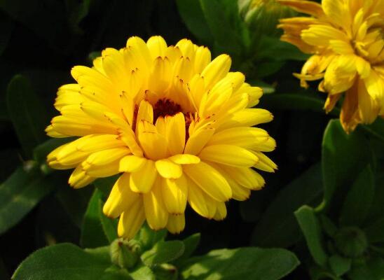 金盏菊的品种大全，详细介绍7大品种金盏菊