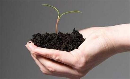 盆栽牡丹花的养殖方法，注意盆土选择以及适量施肥