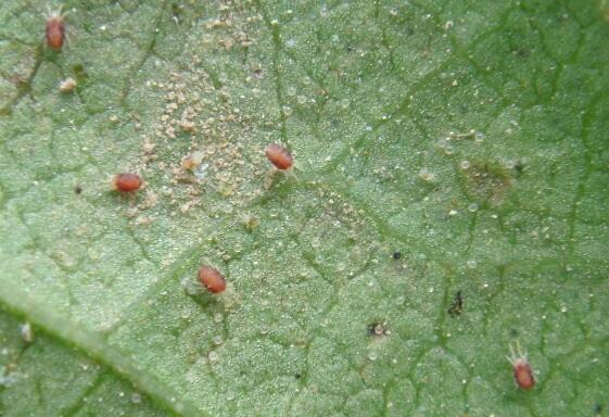 榆叶梅的虫害及防治方法，对症下药合理灭杀防治