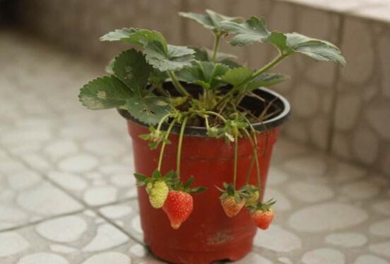盆栽草莓为什么不开花，让草莓开花的六个技巧