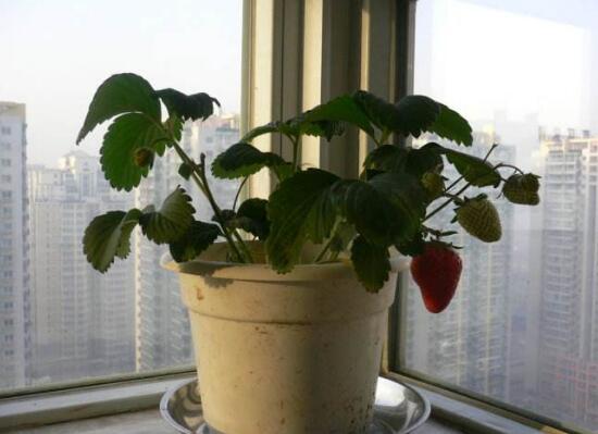 盆栽草莓为什么不开花，让草莓开花的六个技巧