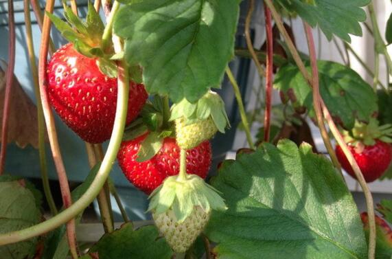 草莓长藤怎么处理，可繁殖成新植株或直接剪掉