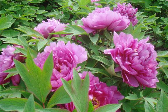 牡丹花的花语是什么 盘点八种牡丹花的花语 花语网