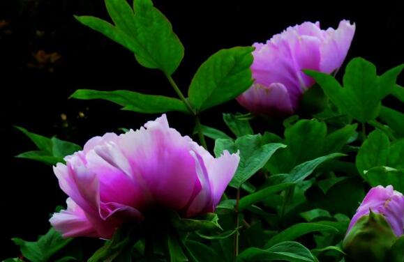 牡丹花的花语是什么，盘点八种牡丹花的花语