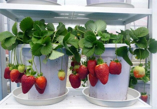盆栽草莓怎么施肥，学会4个施肥要点养殖出美味草莓