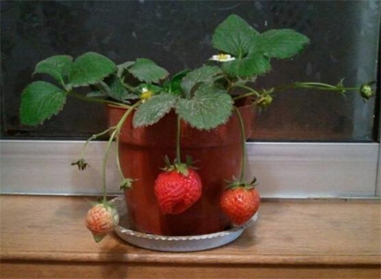 盆栽草莓怎么施肥，学会4个施肥要点养殖出美味草莓