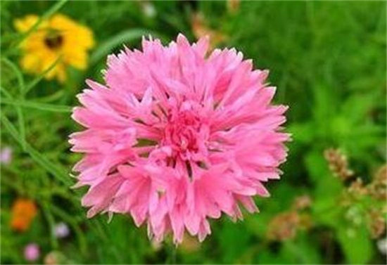 矢车菊的花语是什么，盘点不同颜色矢车菊的花语
