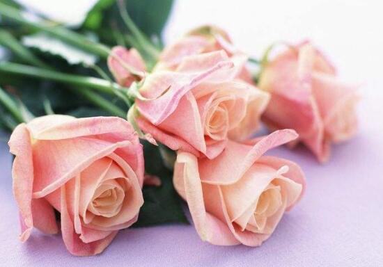 粉色11朵玫瑰代表什么，代表着一心一意爱着你