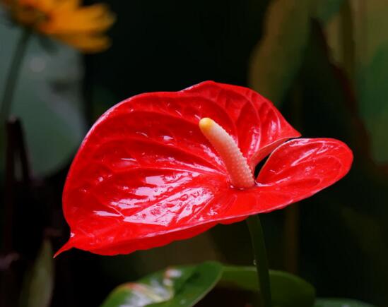火鹤花和红掌有什么区别，产地花苞花穗生长的温度不同