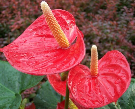 火鹤花和红掌有什么区别，产地花苞花穗生长的温度不同