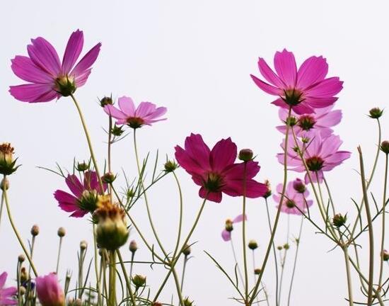 波斯菊一年开几次花，5～10月花期一年可开花两次
