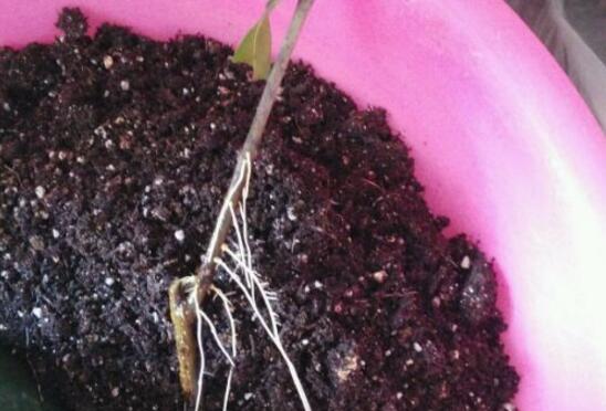 石榴枝可以泡出来根吗，可以/石榴枝水养生根的方法