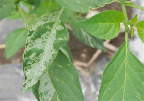 盆栽风信子能活多久，可活3～5年/附养殖方法