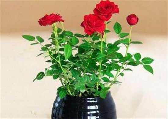 玫瑰花的冬季养护，4个要点使玫瑰花安全过冬
