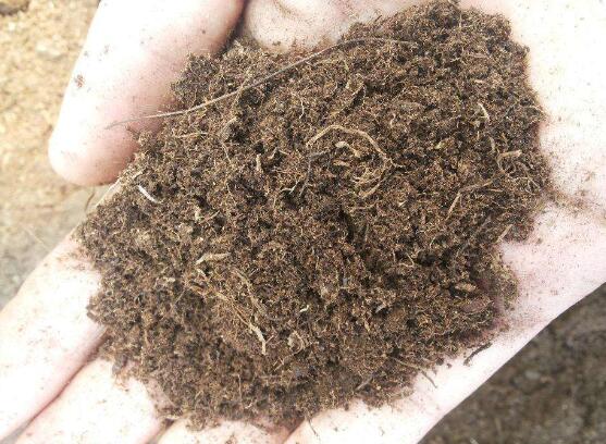 草炭土是什么 详细介绍草炭土的种类以及作用 花语网