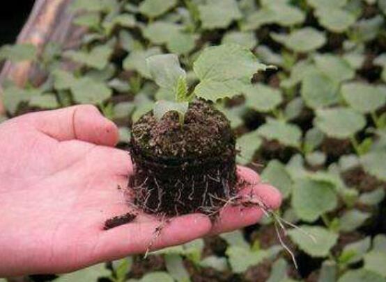 草炭土是什么，详细介绍草炭土的种类以及作用
