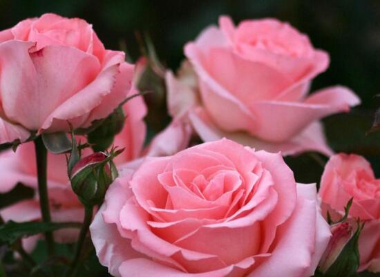 玫瑰和洋桔梗的区别，一眼辨别玫瑰和洋桔梗的5个方法