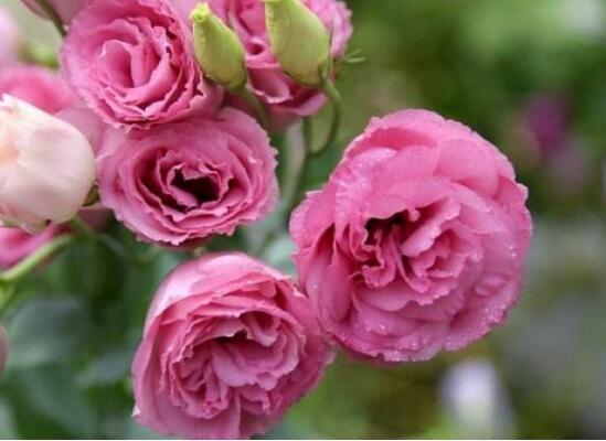 玫瑰和洋桔梗的区别，一眼辨别玫瑰和洋桔梗的5个方法
