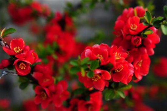 长寿海棠一年开几次，一年只开一次花/花期在2～5月