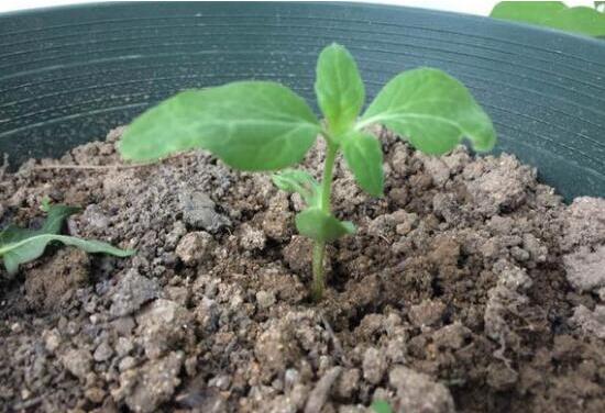 小盆栽向日葵种植方法，催芽播种一周之内就能出苗