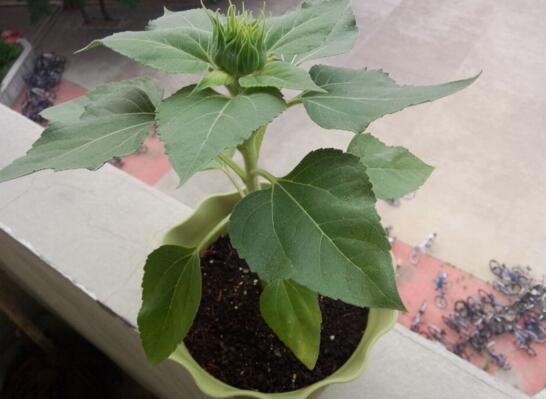 小盆栽向日葵种植方法，催芽播种一周之内就能出苗